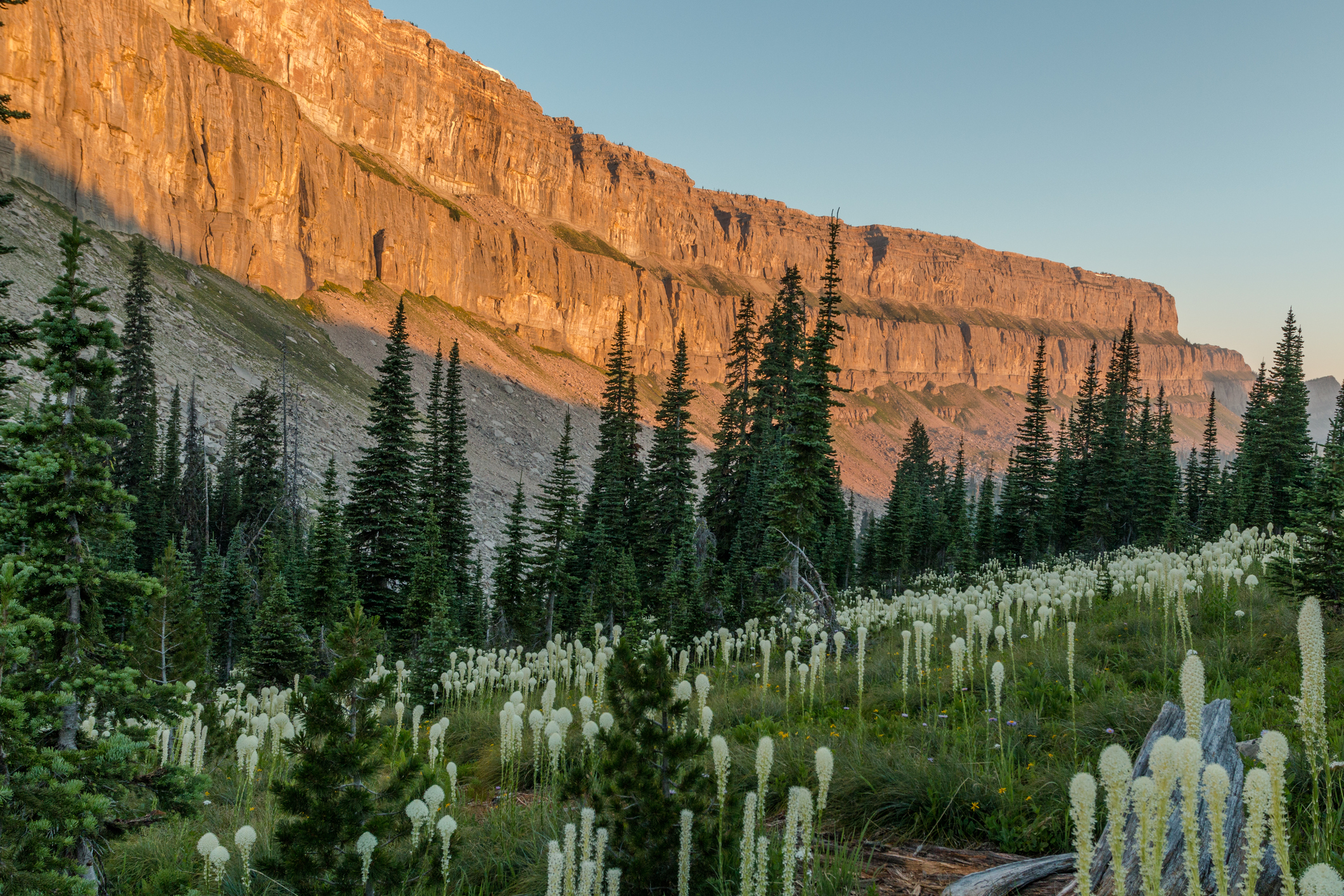 Bear Grass